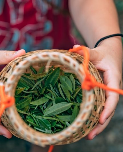 Moringa et perte de poids : mythe ou réalité ?